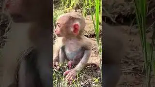 So Cute! Monkey & Rabbit Waiting for Mom 🐵🐇💕 #shorts #babymonkey #katorn #toto
