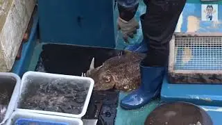 To Kill A Large Cuttlefish With Knife And Scissors At Floating Seafood Market Of Hong Kong