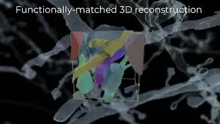 Mapping one cubic millimeter of a mouse's visual cortex