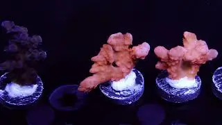 Orange Setosa - Frag 2