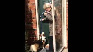 Corgi Meets Baby
