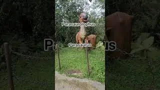 parasaurolophus / parasaurus #dinosaurus #parasaurolophus