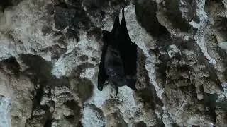 Chamero Gufa Bat Cave- Pokhara, Nepal 