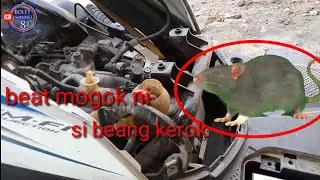 Honda beat mogok bikin pusing