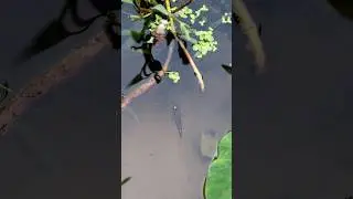 Do You Know This Fish? #shorts