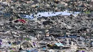 Spur-Winged lapwing . Short video 4K-UHD Birds Photography | Wild Video | Wildlife Animals