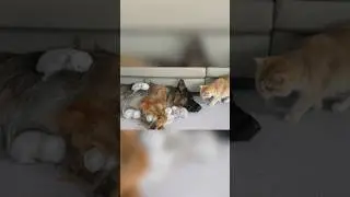 The Mom Cat was Surprised! German Shepherd Takes Better Care of Kittens Than She Does