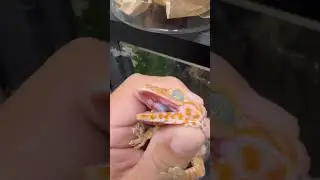 Tokay gecko green eyes