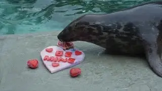 Valentine's Day gifts for Chicago area zoo animals