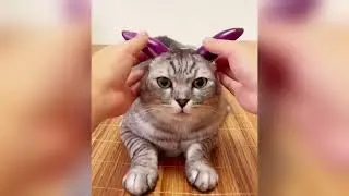 Every Cat Owner Can Relate 😹 | Funny Cat Moments You&rsquo;ll Recognize Instantly! #funnycats #catowner