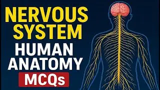 Nervous System Quiz | Human Anatomy MCQs for Competitive Exams