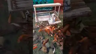 Umpan Alami vs Umpan Buatan Untuk Mancing Ikan &ndash; Seri 72 #shorts #viral