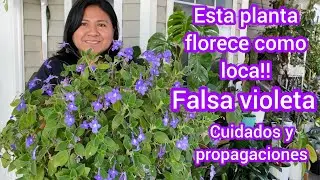 Falsa violeta | Streptocarpus saxorum planta con muchas flores