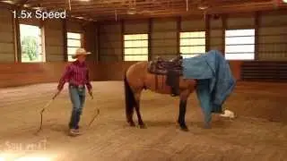 Buckskin Tennessee Walking Horse