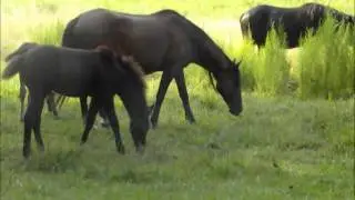 Wild Spanish Horses in Florida, Paines Prarie, Movie.wmv
