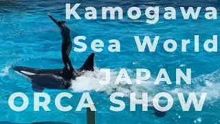Kamogawa Sea World [ Killer Whale-Orca Show ] Things to do in Chiba Japan