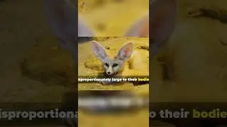 The Adorable Secret of Fennec Fox Ears Revealed! #fennecfox #cutestanimals