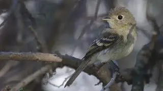 Bird ID Quiz | Bird Identification Guide
