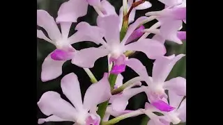 le Vanda sono tra le orchidee pi&ugrave; spettacolare