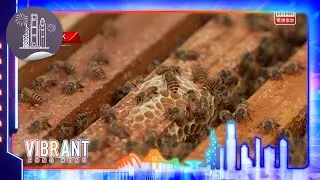 Vibrant Hong Kong - Urban Bee Keeping