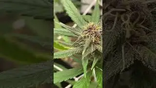 Purple lemonade auto #plants #cannabiseducation #grow #420