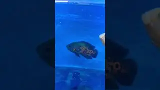Feeding insects 🦟  to Oscar fish