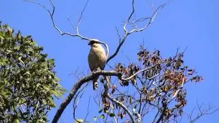 Herpetotheres cachinnans (Laughing falcon - Guaco o Halc&oacute;n re&iacute;dor) 02