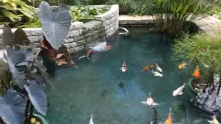 SANGANA OYASIS SPA & RESORT fish pond