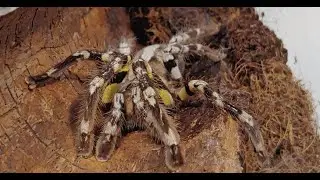 Pillole dal Parco | LE TARANTOLE 🕷️