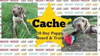 Syracuse Dog Trainers || OLK9 Utah || 3 m/o Goldendoodle/ Bernedoodle Mixed breed, Cache 