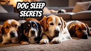 Decoding Your Dog's Sleeping Habits