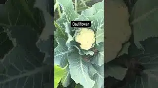What to Plant Right Now in Houston | January Garden To-Do 🌱