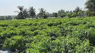 3/1)🌶CÁCH XỊT THUỐC  QUÉO LÁ  VÀNG ĐẦU CHO  CÂY ỚT 🌶🌶🌶🌨🌞.