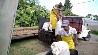 Honey Process (Semi-Washed)- The Sweet Science of Coffee Alchemy