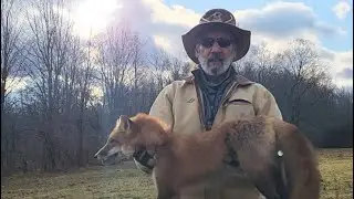 How To make Dirt Hole  & T Bone Set !  #Trapping #Coyotes #RedFox #DeerSeason #GutPiles
