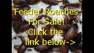 Feeder Roaches For Sale