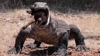 Komodo Dragon Swallow Animal