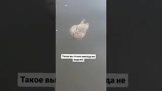 Морское такси! 😅#море#медуза #краб