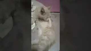 # comedia #edit # humor #gene #pets