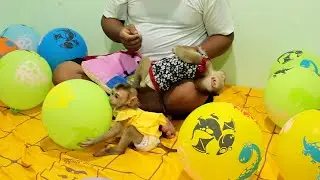 Between Lyly and Boki, Lyly Suggest Dad Grooming but Boki Care Only Her Balloons