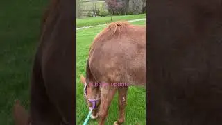 Nibbles update #farmlife #horsecare #gettingoverit #workingpress