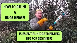 Hedge Trimming for Beginners | 15 Essential Tips for Hedge Cutting | Gardening UK.