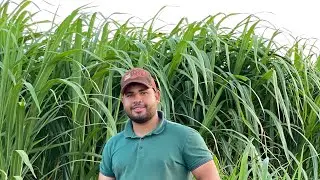 SUPER EVOLUÇÃO DO NOSSO PROJETO DE BRS CAPIM AÇU COM UM PROJETO BARATO E FUCIONAL🌵🐄#capimaçu