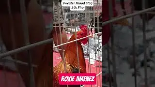 Roxie Jimenez | IGF Hobby Expo