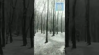 The first snow/Первый снег/اولین برف/#nature #природа #طبیعت #snow #снег #برف #русский #niceviews