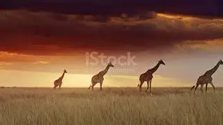 Wildlife explorer #wildlife#trending#worldwide#show#increasesusbcribers 