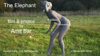 Art video: The Elephant  body-painting by Amit Bar.  EDSA content.