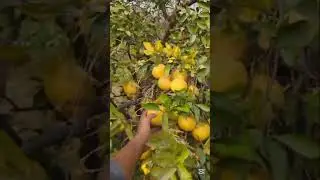 Exploring Orange Orchard Khanpur #likeandsubscribe #orangegarden #redblood #khanpurdam #nature #love