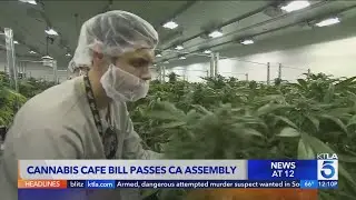 California&rsquo;s cannabis cafe bill passes State Assembly