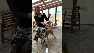 Dog Training Commands! Watch This Pup's Incredible Skills! #shorts